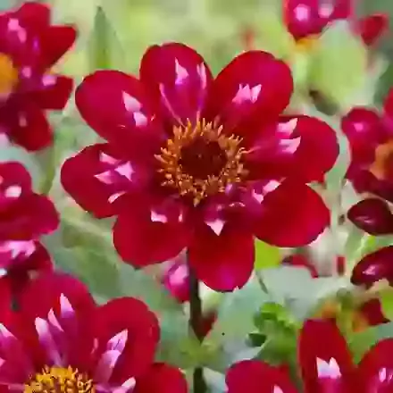 Hootenanny-Swan Island